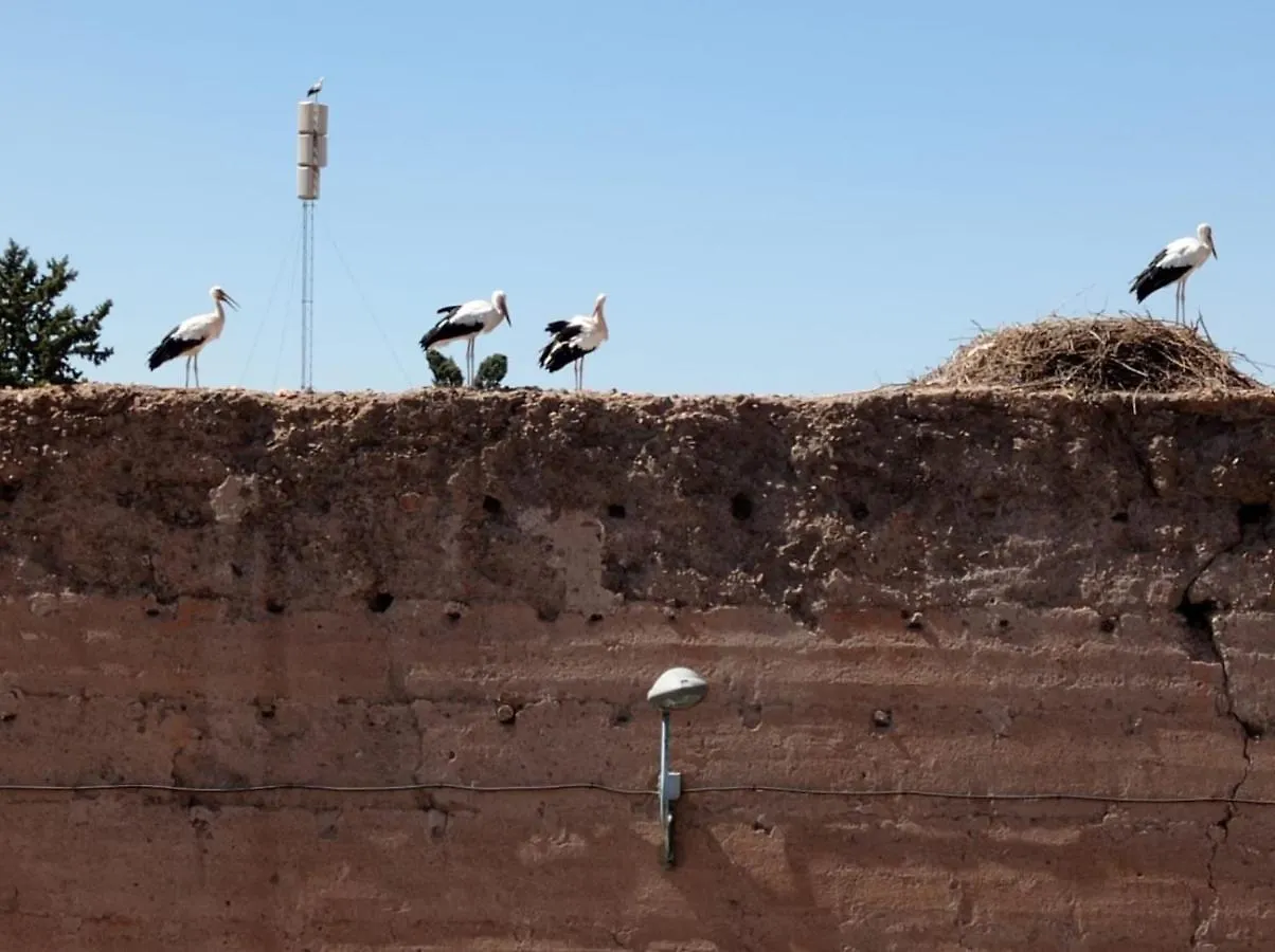 Stork Marrakech Luxury Hostel 마라케시